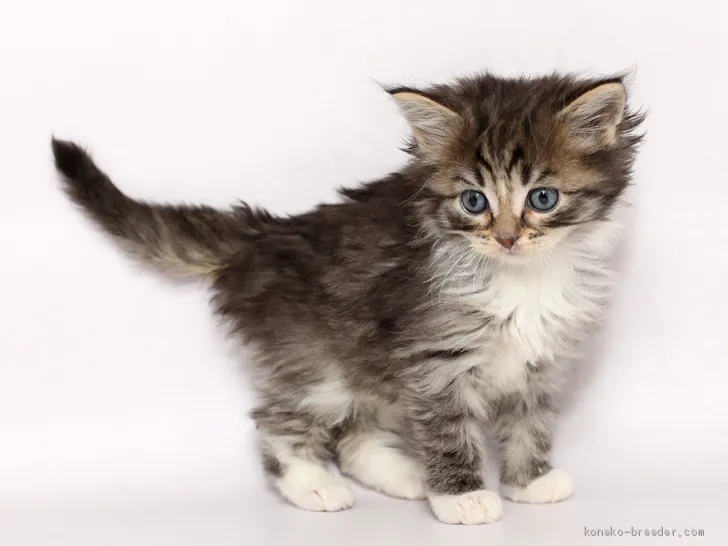 ID:1912-00738の子猫