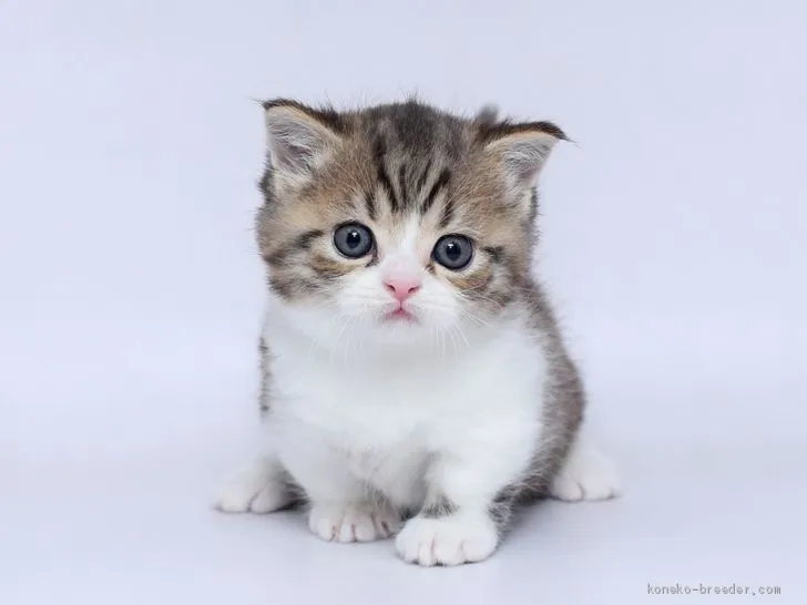 ID:2003-01338の子猫