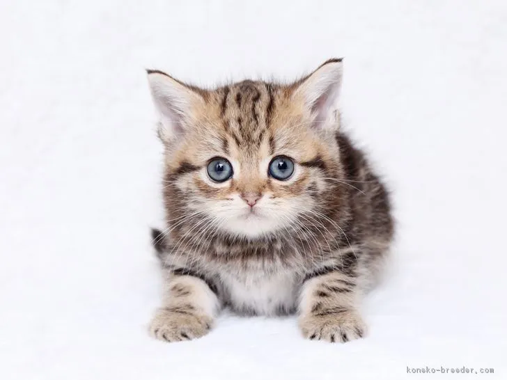ねこ道 様のお迎えした子猫