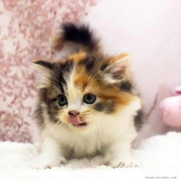 ID:2210-01368の子猫