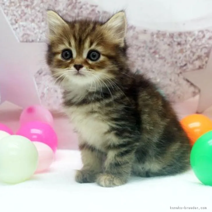ID:2208-00668の子猫