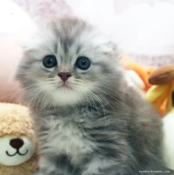 タクヤ 様のお迎えした子猫