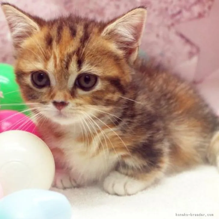 ID:2209-00374の子猫