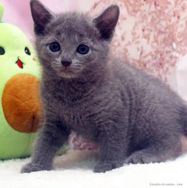 ID：2210-02150の子猫