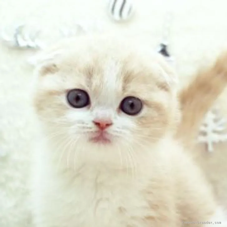 まるちゃん 様のお迎えした子猫