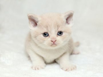 ブリティッシュショートヘア【栃木県・男の子・2017年1月8日・クリーム&ホワイト】の写真「でか！なお顔」