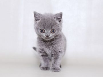 ブリティッシュショートヘア【栃木県・女の子・2017年12月16日・ブルー】の写真「お目目クリクリちゃん」