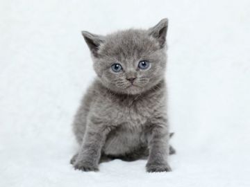 ブリティッシュショートヘア【栃木県・男の子・2016年11月27日・ブルー】の写真「とても可愛い４兄妹です。」