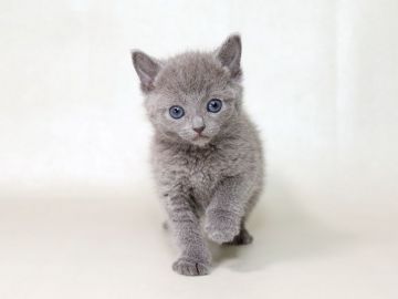 ロシアンブルー【栃木県・女の子・2017年11月19日・ブルー】の写真「姉妹の中で一番おちびちゃんです。」