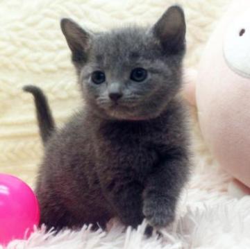ロシアンブルー【栃木県・女の子・2023年1月21日・ブルー】の写真「とても可愛らしく成長してます」