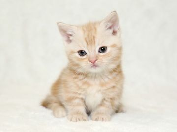 マンチカン【栃木県・男の子・2016年12月10日・レッドタビー】の写真「ど短足です。」