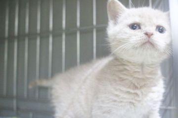 ブリティッシュショートヘア【栃木県・男の子・2021年9月18日・クリーム】の写真「甘えん坊さんの兄弟です。」