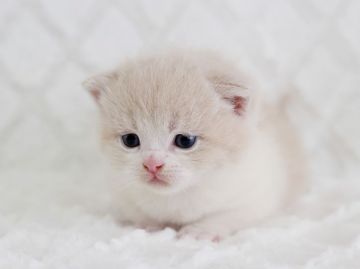 スコティッシュフォールド【栃木県・男の子・2016年2月25日・クリームタビー&ホワイト】の写真「立ち耳の男の子です。」