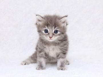 メインクーン【栃木県・女の子・2017年6月25日・ブルータビー】の写真「可愛い！可愛い一人っ子ちゃん♥」