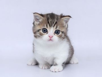 マンチカン(短足)【栃木県・男の子・2020年2月22日・ブラウンタビー&ホワイト（ショート）】の写真「お顔まん丸ド短足！」