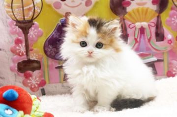 サイベリアン【栃木県・女の子・2022年1月1日・キャリコ（トリプルコート）】の写真「とても可愛いです💕」