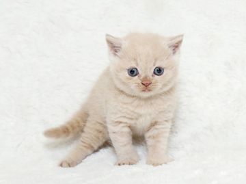 ブリティッシュショートヘア【栃木県・男の子・2016年9月25日・クリーム】の写真「まん丸お顔のイケメンボーイ｡.:♦♥♦:.｡｡.:」