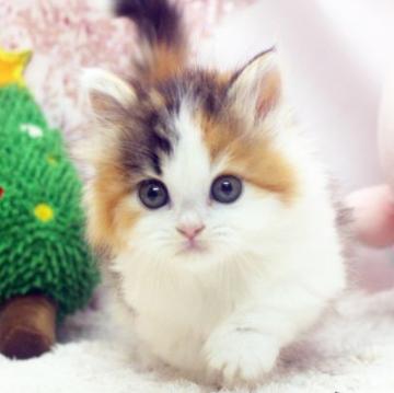 マンチカン(短足)【栃木県・女の子・2022年10月1日・キャリコ（ロング）】の写真「短足ちゃん！チョコチョコ歩く姿に癒されます^_^」