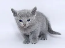 ロシアンブルー【栃木県・女の子・2020年1月3日・ブルー】の写真1