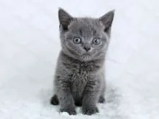ブリティッシュショートヘア【栃木県・女の子・2015年12月31日・ブルー】の写真1「可愛い女の子です。」