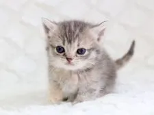 マンチカン【栃木県・女の子・2016年3月7日・ブルーパッチドタビー】の写真1