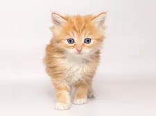 メインクーン【栃木県・男の子・2019年11月15日・レッドタビー&ホワイト】の写真1