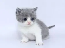 ブリティッシュショートヘア【栃木県・女の子・2020年2月22日・ブルー&ホワイト】の写真1