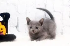 ロシアンブルー【栃木県・女の子・2020年9月9日・ブルー】の写真1