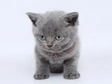 ブリティッシュショートヘア【栃木県・男の子・2018年12月7日・ブルー】の写真1