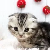 マンチカン(短足)【栃木県・男の子・2022年12月15日・シルバータビー&ホワイト】の写真1