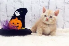 マンチカン(短足)【栃木県・男の子・2020年9月9日・クリームタビー】の写真1