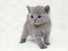 ロシアンブルー【栃木県・女の子・2016年4月6日・ブルー】の写真1