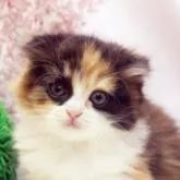 マンチカン(短足)【栃木県・女の子・2022年10月1日・キャリコ】の写真1