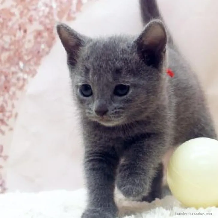 ID:2210-02167の子猫