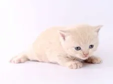 ブリティッシュショートヘア【栃木県・男の子・2018年11月17日・クリーム】の写真2