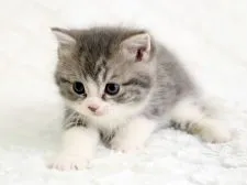 スコティッシュフォールド【栃木県・男の子・2015年12月28日・ブルータビー&ホワイト】の写真2