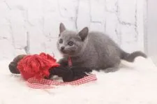 ロシアンブルー【栃木県・女の子・2020年9月25日・ブルー】の写真2