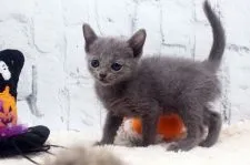 ロシアンブルー【栃木県・女の子・2020年9月9日・ブルー】の写真2