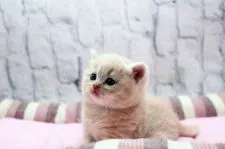 スコティッシュフォールド(立ち耳)【栃木県・男の子・2020年12月13日・クリームタビー】の写真2