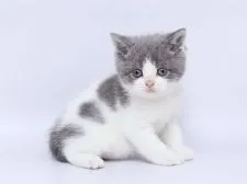 ブリティッシュショートヘア【栃木県・男の子・2020年2月16日・ブルー&ホワイト】の写真2