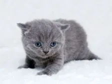 ブリティッシュショートヘア【栃木県・男の子・2016年3月24日・ブルー】の写真2