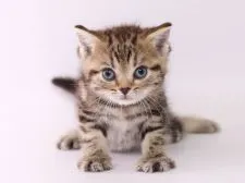 アメリカンショートヘア【栃木県・女の子・2018年8月25日・ブラウンタビー】の写真2