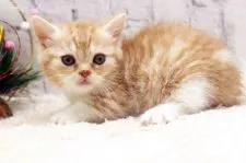 マンチカン(短足)【栃木県・女の子・2021年11月6日・レッドタビー&ホワイト】の写真2