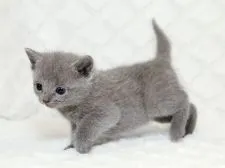 ロシアンブルー【栃木県・女の子・2016年4月6日・ブルー】の写真2