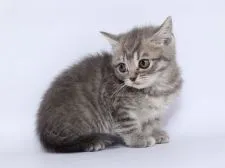 スコティッシュフォールド(立ち耳)【栃木県・男の子・2018年12月1日・ブルータビー】の写真3