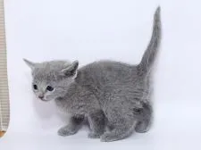 ロシアンブルー【栃木県・女の子・2020年1月3日・ブルー】の写真3