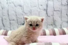 スコティッシュフォールド(立ち耳)【栃木県・男の子・2020年12月13日・クリームタビー】の写真3