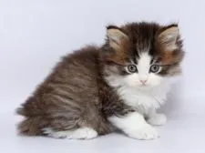 サイベリアン【栃木県・男の子・2020年1月21日・ブラウンタビー&ホワイト】の写真3