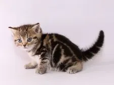 アメリカンショートヘア【栃木県・女の子・2018年8月25日・ブラウンタビー】の写真3