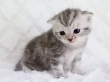 スコティッシュフォールド【栃木県・女の子・2016年2月26日・ブルーパッチドタビー】の写真3